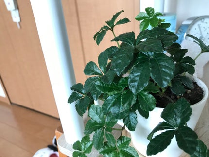 ふんわりぼーる on LIPS 「みなさんおはぼーる♪どうもふんわりぼーるです٩(*´︶`*)۶..」(6枚目)