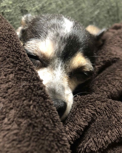 3CE ベルベット リップティント/3CE/リップティントを使ったクチコミ(6枚目)