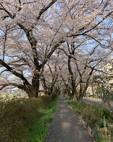 桜綺麗🌸