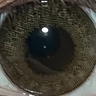 feliamo 1day チェスナット/feliamo/ワンデー（１DAY）カラコンを使ったクチコミ（1枚目）