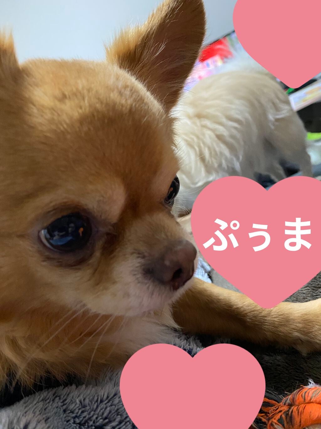 what a hoot/ColourPop/アイシャドウパレットを使ったクチコミ(8枚目)