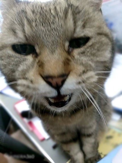 りんごのお酢/伊藤園/りんご酢を使ったクチコミ(6枚目)