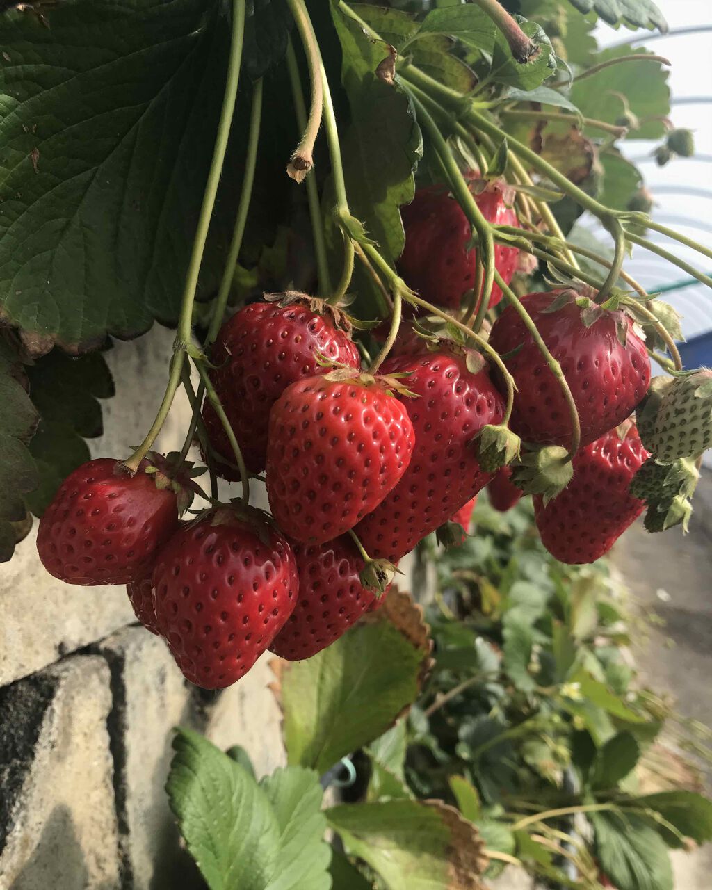 「塗るつけまつげ」ロングタイプ/デジャヴュ/マスカラを使ったクチコミ（3枚目）