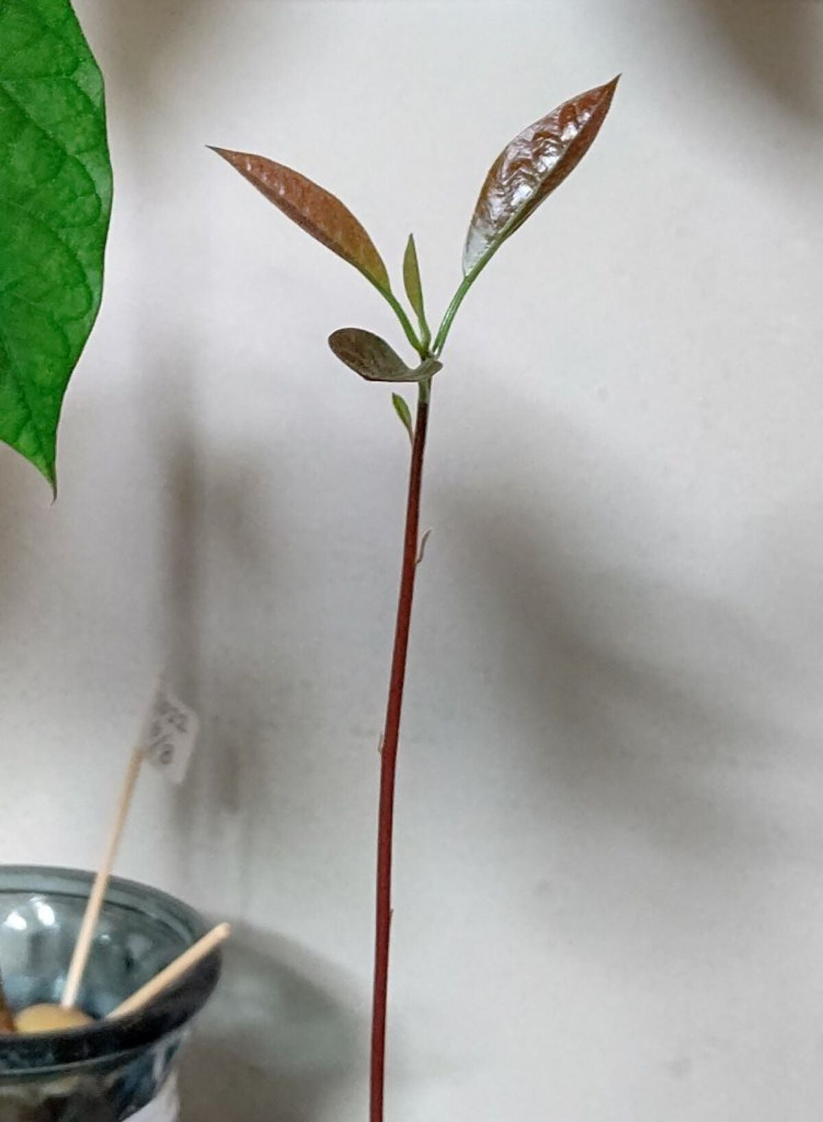 ガラス花瓶/DAISO/その他を使ったクチコミ(1枚目)