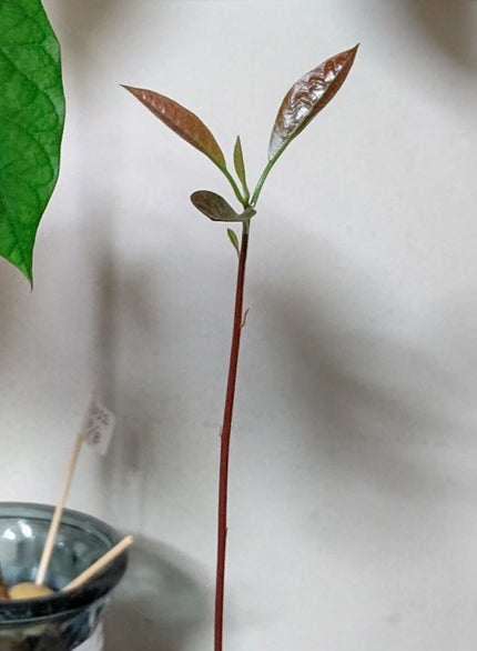 ガラス花瓶/DAISO/その他を使ったクチコミ(1枚目)