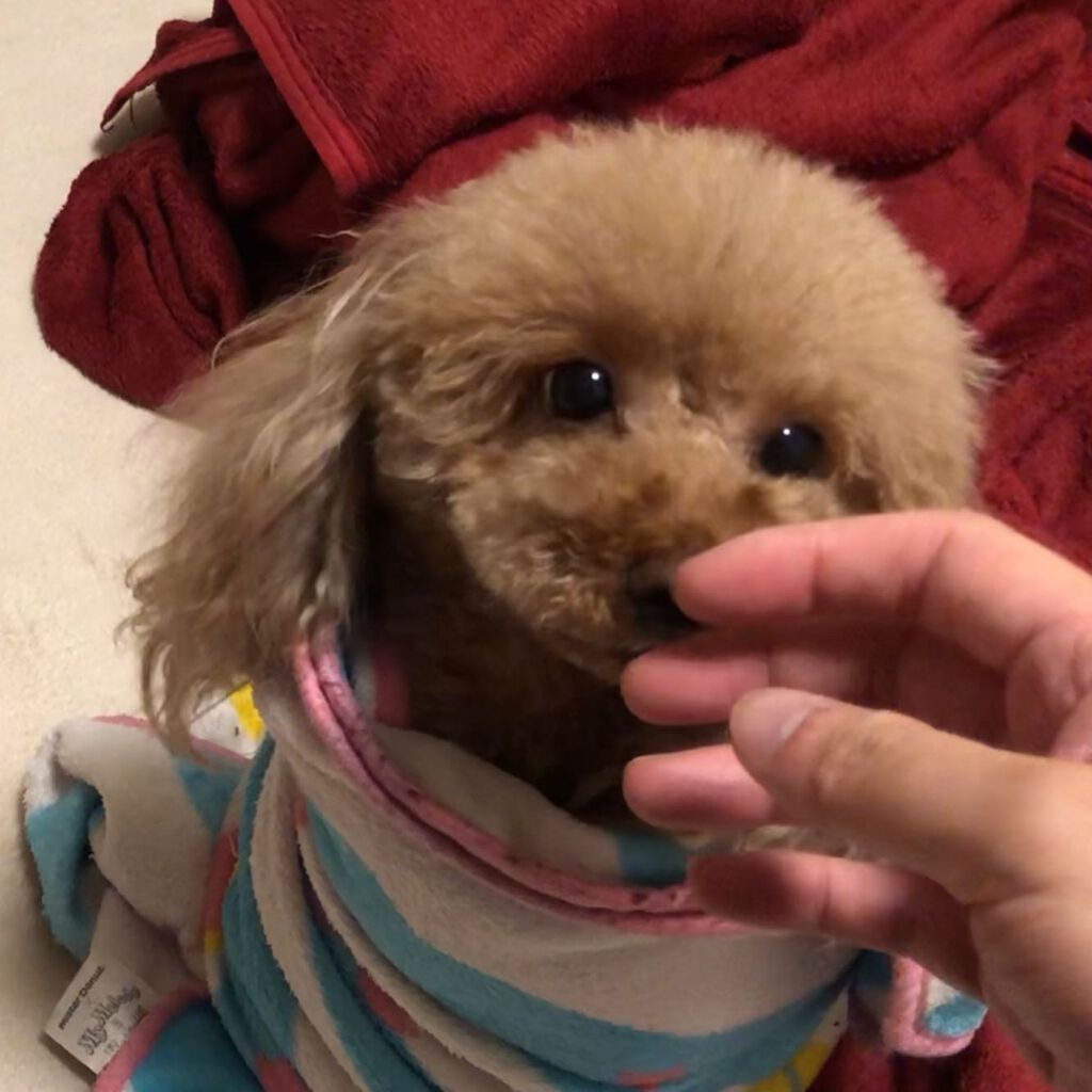 榎本みか on LIPS 「みんなもふもふで可愛い😍#オールインワン#オールインワンジェル..」(5枚目)