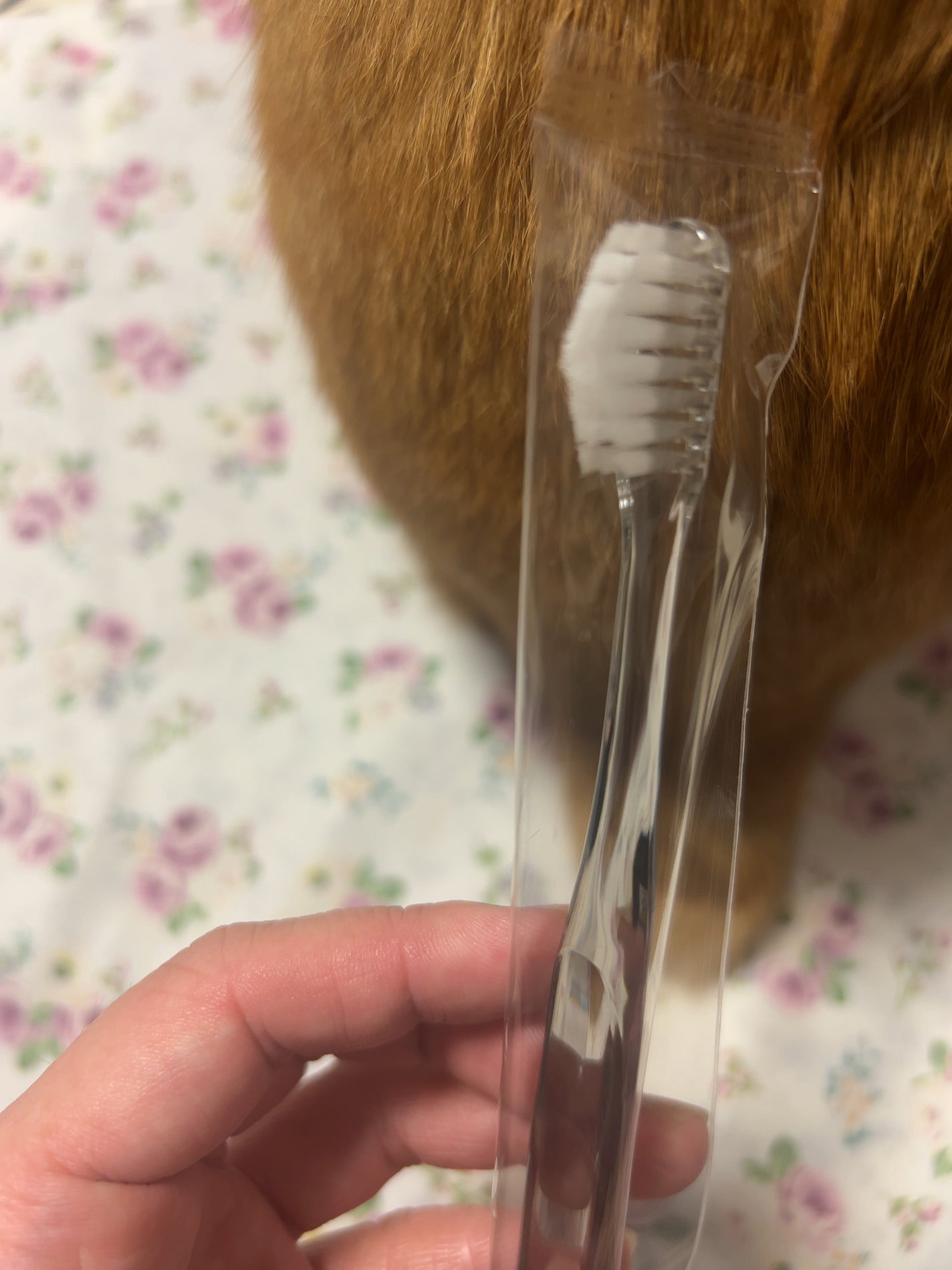 HaRENO 奇跡の歯ブラシ/HaRENO/歯ブラシを使ったクチコミ(2枚目)