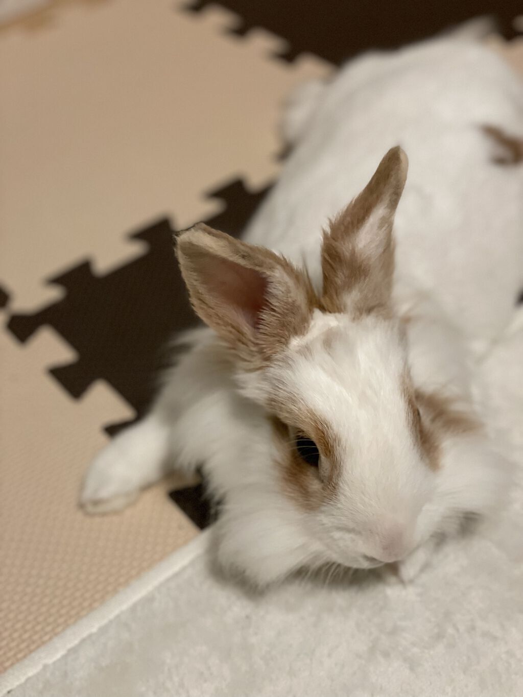 インテリア/DAISO/その他を使ったクチコミ（2枚目）