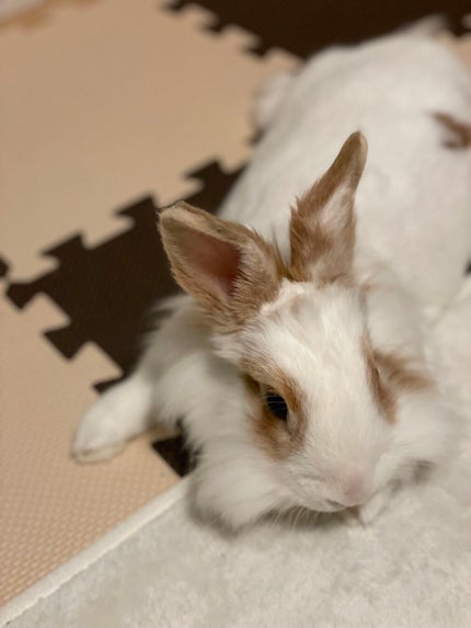 インテリア/DAISO/その他を使ったクチコミ(2枚目)