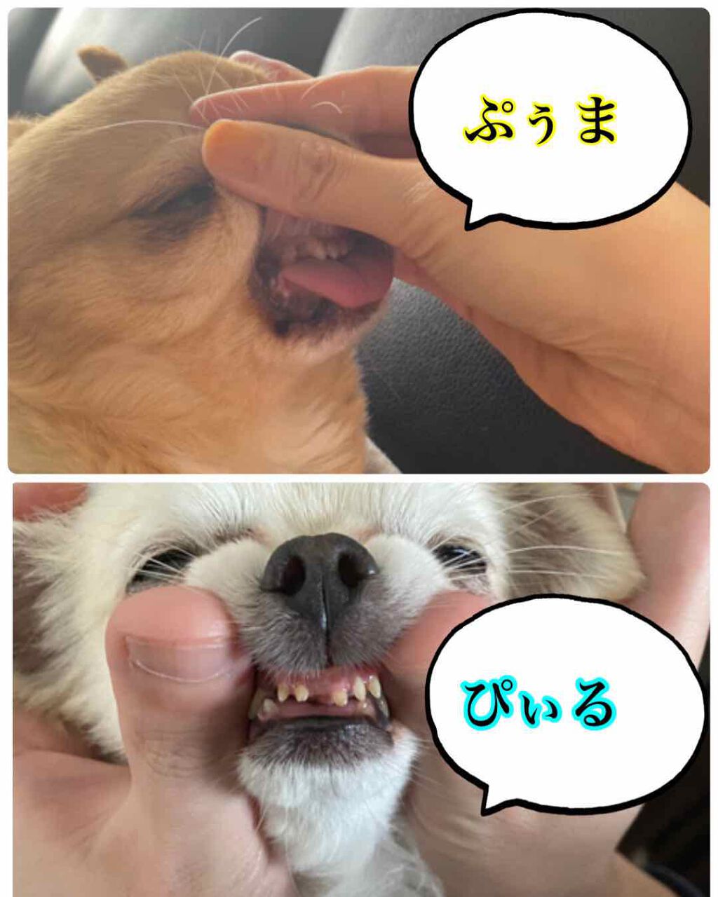 プロポリンス/プロポリンス/マウスウォッシュ・スプレーを使ったクチコミ(3枚目)