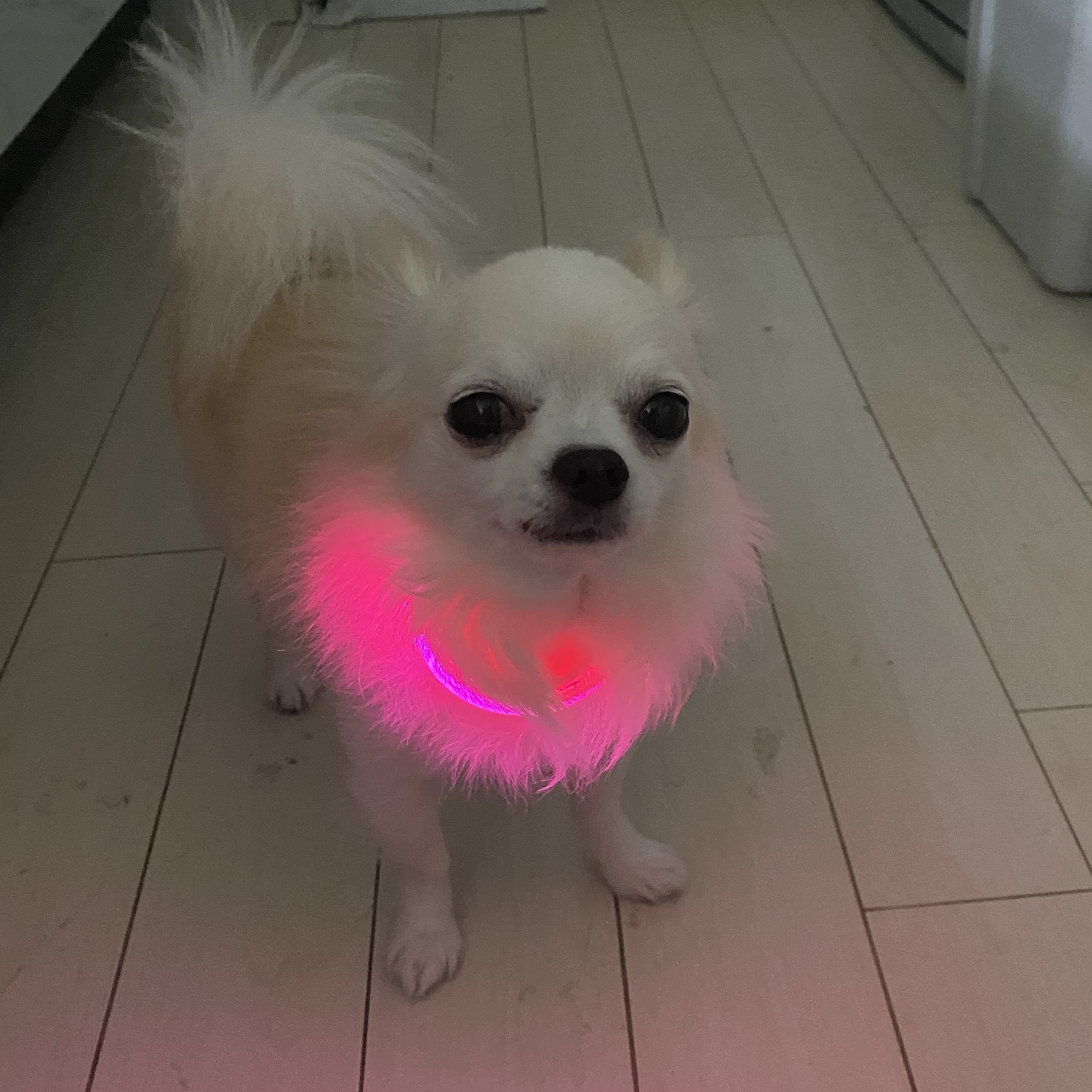 光る首輪/Qoo10/その他を使ったクチコミ（2枚目）