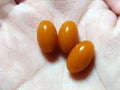 にんにく卵黄ソフト500（健康補助食品） / 正食研究所