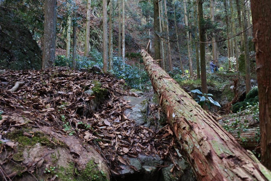クンダル マカダミア ウルトラヘアセラム /KUNDAL/ヘアオイルを使ったクチコミ(2枚目)