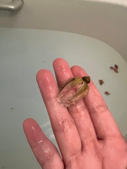 ティスティー トスティー/ラッシュ/炭酸系入浴剤を使ったクチコミ(8枚目)