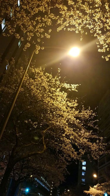 （写真は恵比寿渋谷橋近くの明治通り沿いの桜）初めてつけた香水。10歳くらいで母親の化粧鏡台にある良い匂いのする何かをつけたのが初めて。桜散り、母も亡き今、この香水を買うこともつけることもないであろう。子