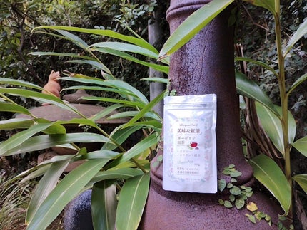 mcgroupakiko on LIPS 「台風に備え養生しようと庭にでますと茹だるような暑さと蚊の応酬で..」(1枚目)