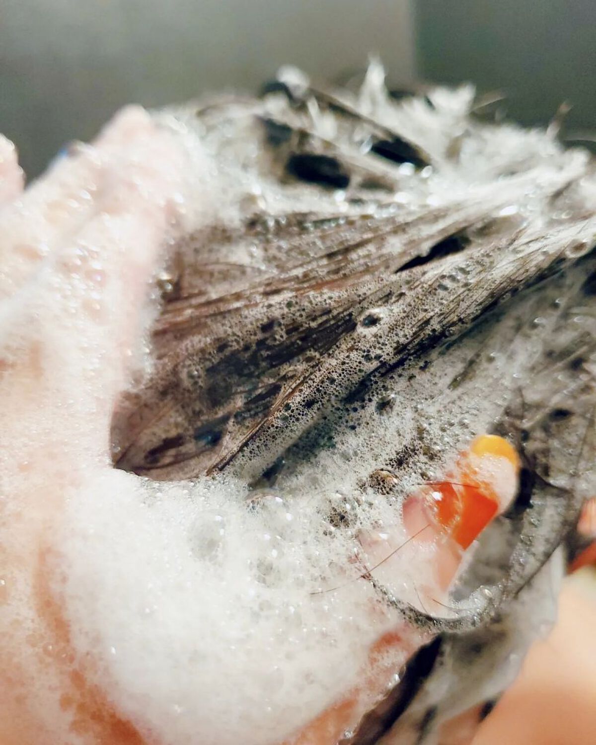 レイヴィー ヘアシャンプー ゴートミルク/Leivy/市販シャンプーを使ったクチコミ（2枚目）