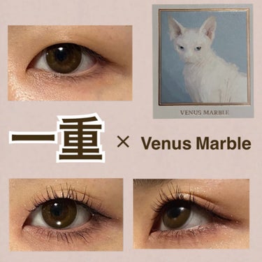 Venus Marble アイシャドウキャットシリーズ/Venus Marble/アイシャドウパレットを使ったクチコミ（1枚目）