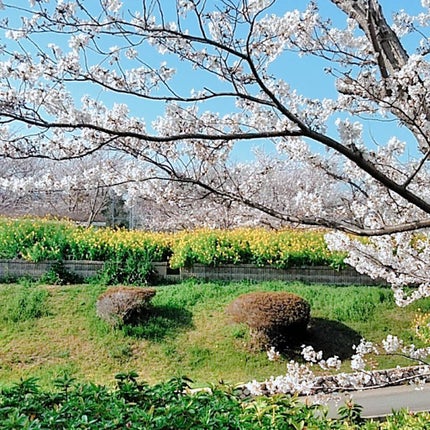 グロウフルールチークス/キャンメイク/パウダーチークを使ったクチコミ(3枚目)