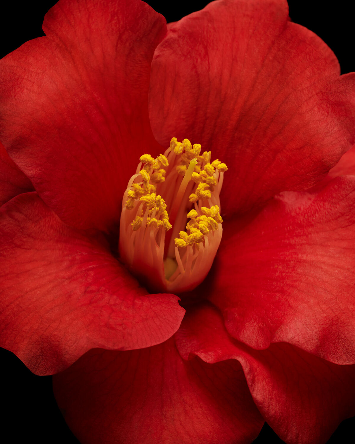 （旧）アルティム8∞ スブリム ビューティ クレンジング オイル/shu uemura/オイルクレンジングを使ったクチコミ（3枚目）