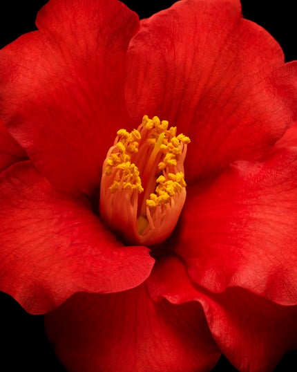 (旧)アルティム8∞ スブリム ビューティ クレンジング オイル/shu uemura/オイルクレンジングを使ったクチコミ(3枚目)