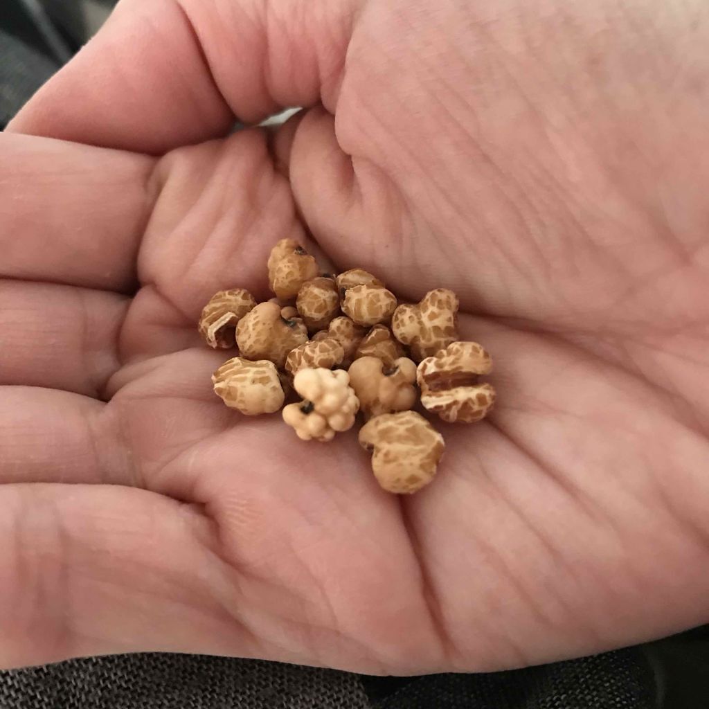 べっぴんはとむぎ/タマチャンショップ/食品を使ったクチコミ(3枚目)