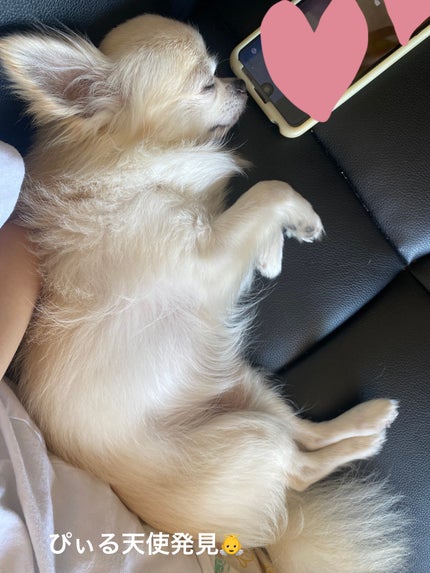 スキンディフェンス プロテクションローション SPF50+ PA++++/THE BODY SHOP/日焼け止めローションを使ったクチコミ(10枚目)