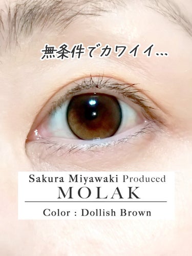 MOLAK MOLAK 1dayのクチコミ「着けた瞬間に
「何この小動物感！！！！」
ってなるぐらいに、目の印象が変わった
ブラウン系水光.....」（1枚目）