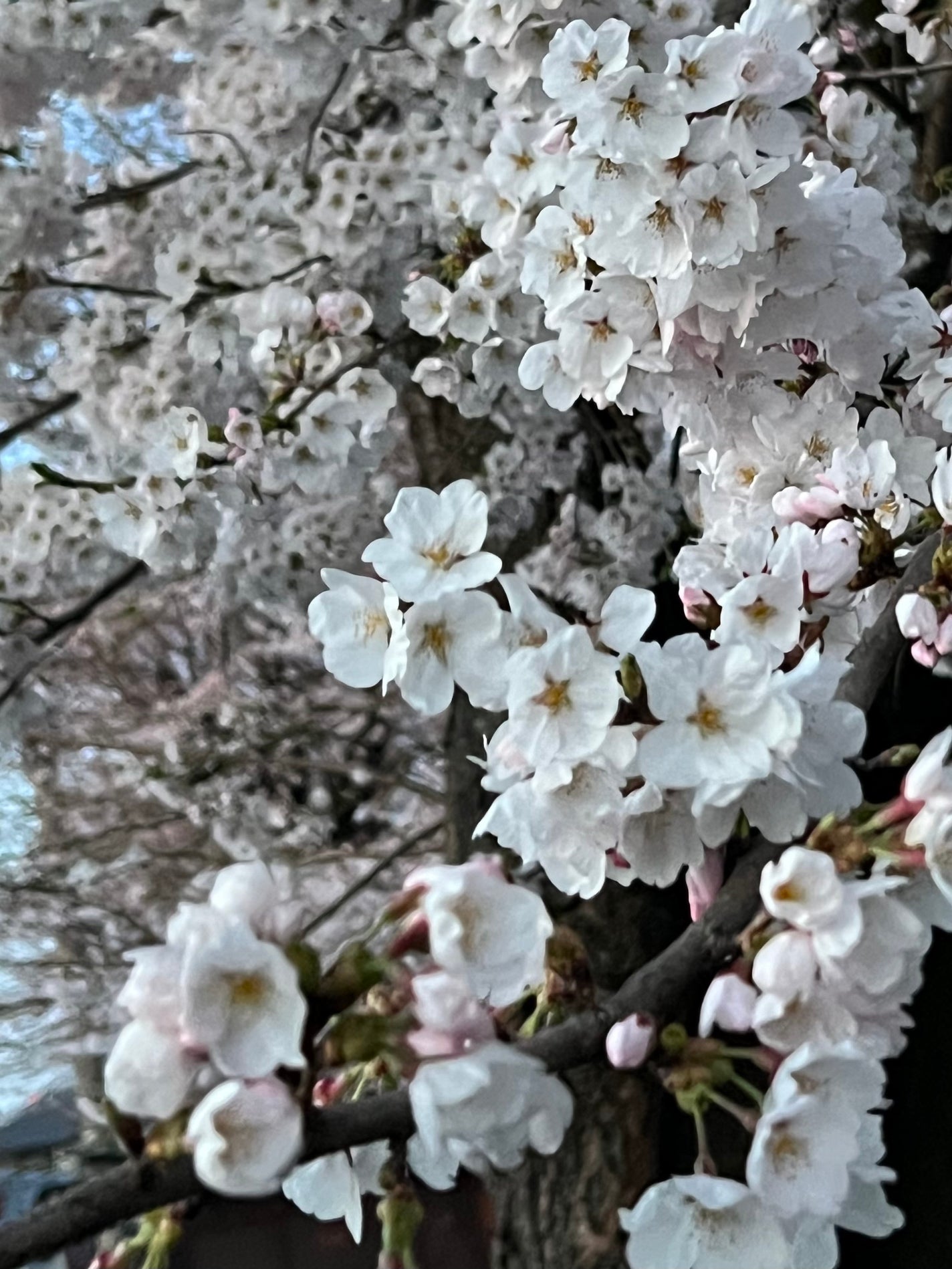 イルーセント ミルキーヘアカラー/サイオス/ヘアカラーを使ったクチコミ(5枚目)