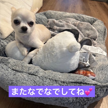 ヴェルニ ディオリフィック 766 パッション (生産終了)/Dior/マニキュアの画像