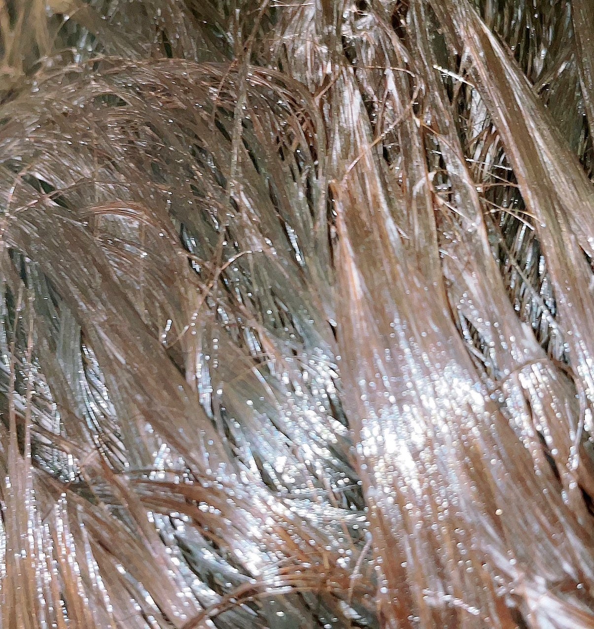 シャンプー/コンディショナー うねる髪もまとまる/セグレタ/市販シャンプーを使ったクチコミ(5枚目)