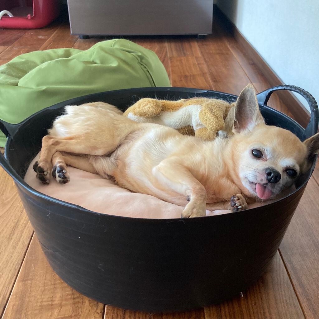 薬用デオドラントZ エッセンス せっけんの香り/ビオレ/デオドラント・制汗剤を使ったクチコミ(4枚目)