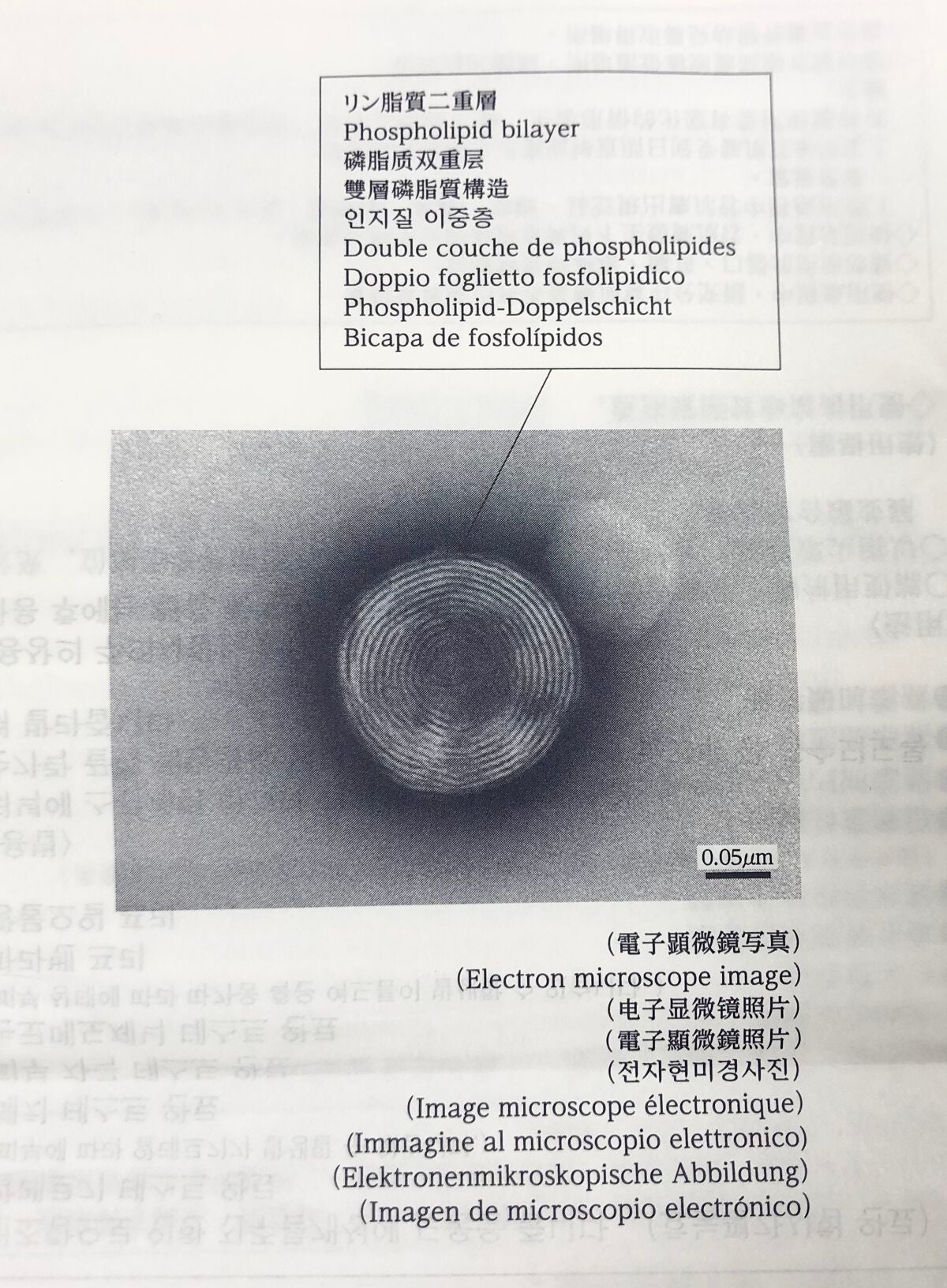 リポソーム アドバンスト リペアセラム/DECORTÉ/美容液を使ったクチコミ(6枚目)