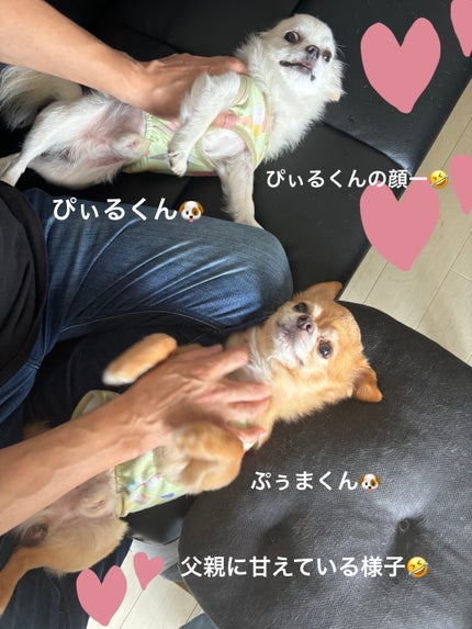 HC V5エッセンスマスク マイメロディ /SUIKO HATSUCURE/シートマスク・パックを使ったクチコミ(10枚目)