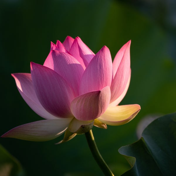 オリエンタルな香りをイメージさせる蓮の花の写真
