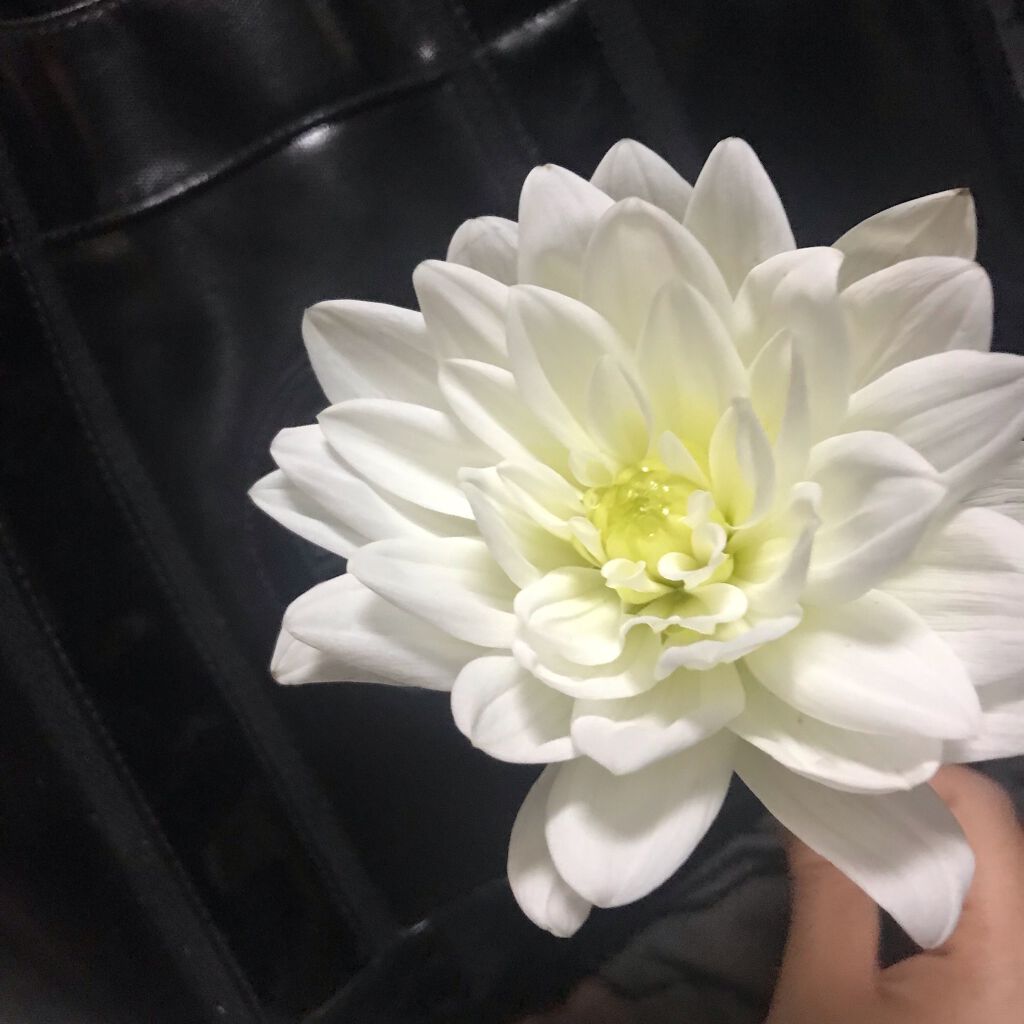 ぴっぴちゃん(。•ө•。) on LIPS 「【7月のお花】✍お花長持ち豆知識✍今月からお花も雑談として載せ..」(3枚目)