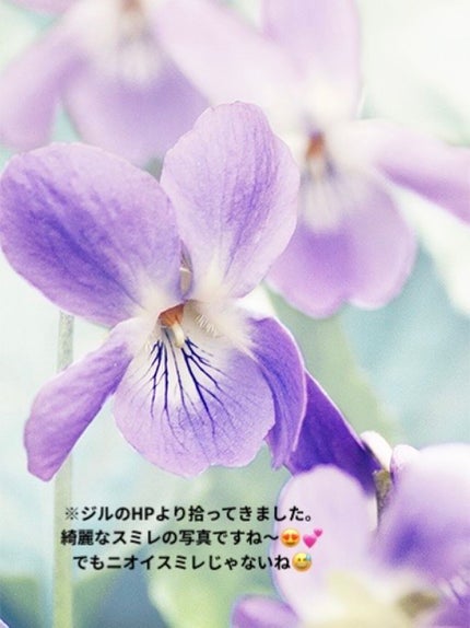 ピュアバイオレット オードパルファン 20ml/Flora Notis JILL STUART/香水(レディース)の画像