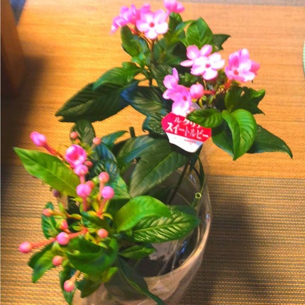 ピュア カラー クリスタル シアー リップスティック/ESTEE LAUDER/口紅を使ったクチコミ(2枚目)