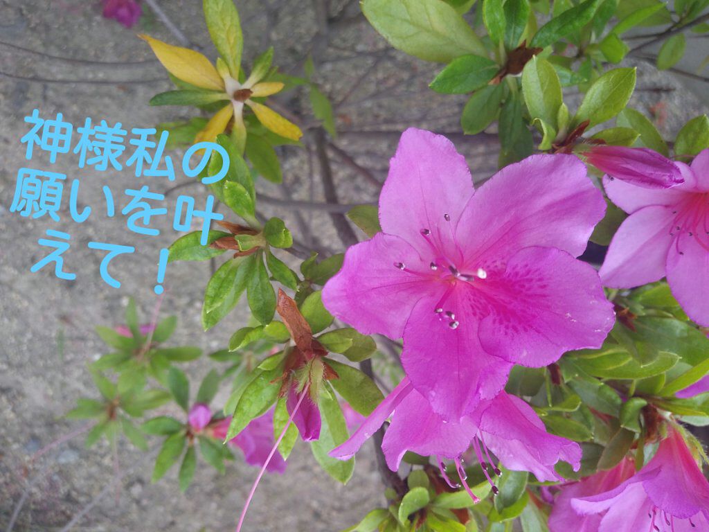 愛桜 on LIPS 「みなさ〜ん！こんばんは＼(⌒日⌒）／桜に愛される愛桜です。今日..」（1枚目）
