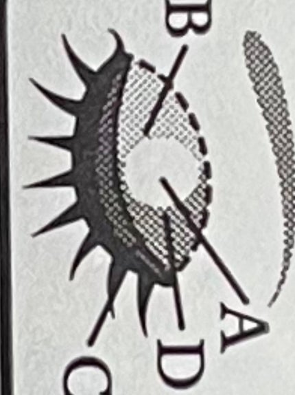 シルキースフレアイズ(マットタイプ)/キャンメイク/アイシャドウパレットを使ったクチコミ(7枚目)