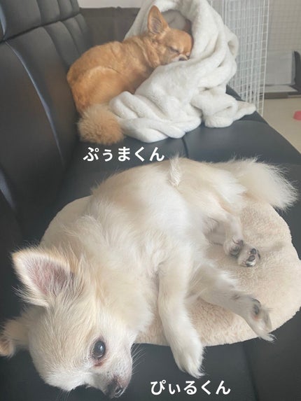 【旧】ミス ディオール ヘア ミスト/Dior/ヘアミストを使ったクチコミ(4枚目)