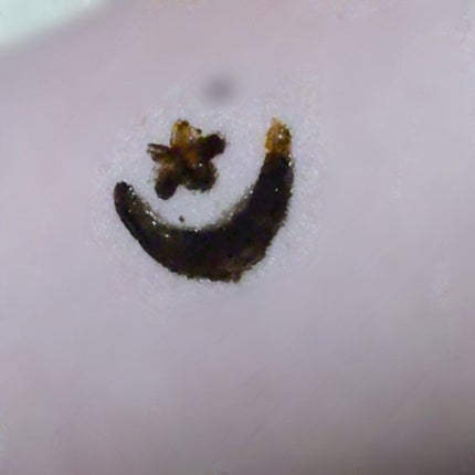 眉ティントSVR/Fujiko/眉ティントを使ったクチコミ(4枚目)