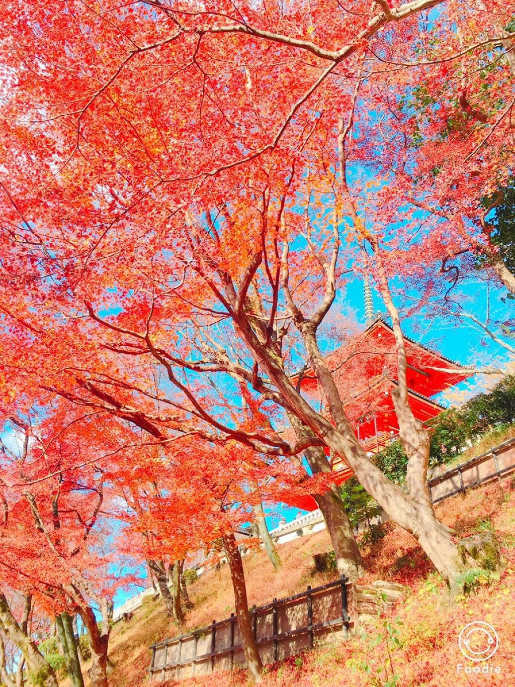 ハトムギ化粧水(ナチュリエ スキンコンディショナー R )/ナチュリエ/化粧水を使ったクチコミ（1枚目）