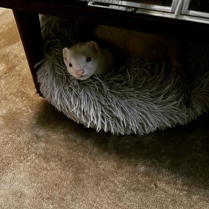 ミネラルUVパウダーN クールコンフォート/ONLY MINERALS/プレストパウダーを使ったクチコミ(4枚目)