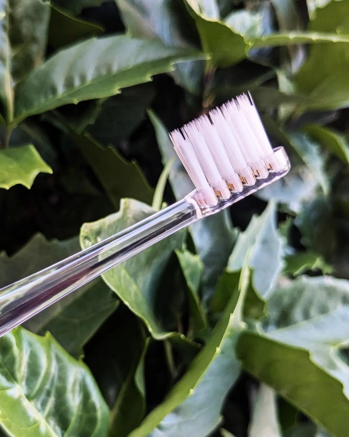 アパガードクリスタル歯ブラシ/アパガード/歯ブラシを使ったクチコミ(4枚目)