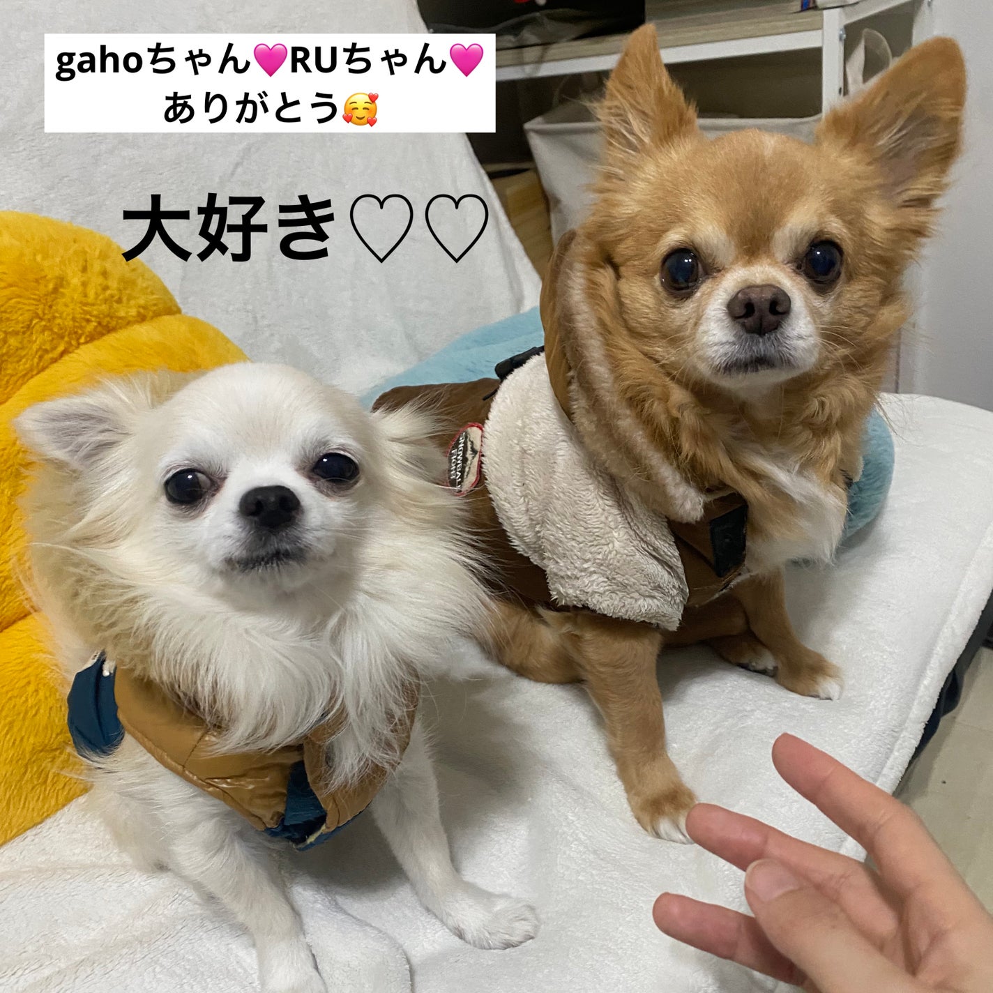 アイグロウジェム スキンシャドウ/DECORTÉ/ジェル・クリームアイシャドウを使ったクチコミ(8枚目)