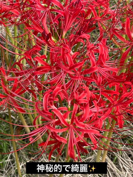 リップカラーシールド/CEZANNE/口紅を使ったクチコミ(4枚目)