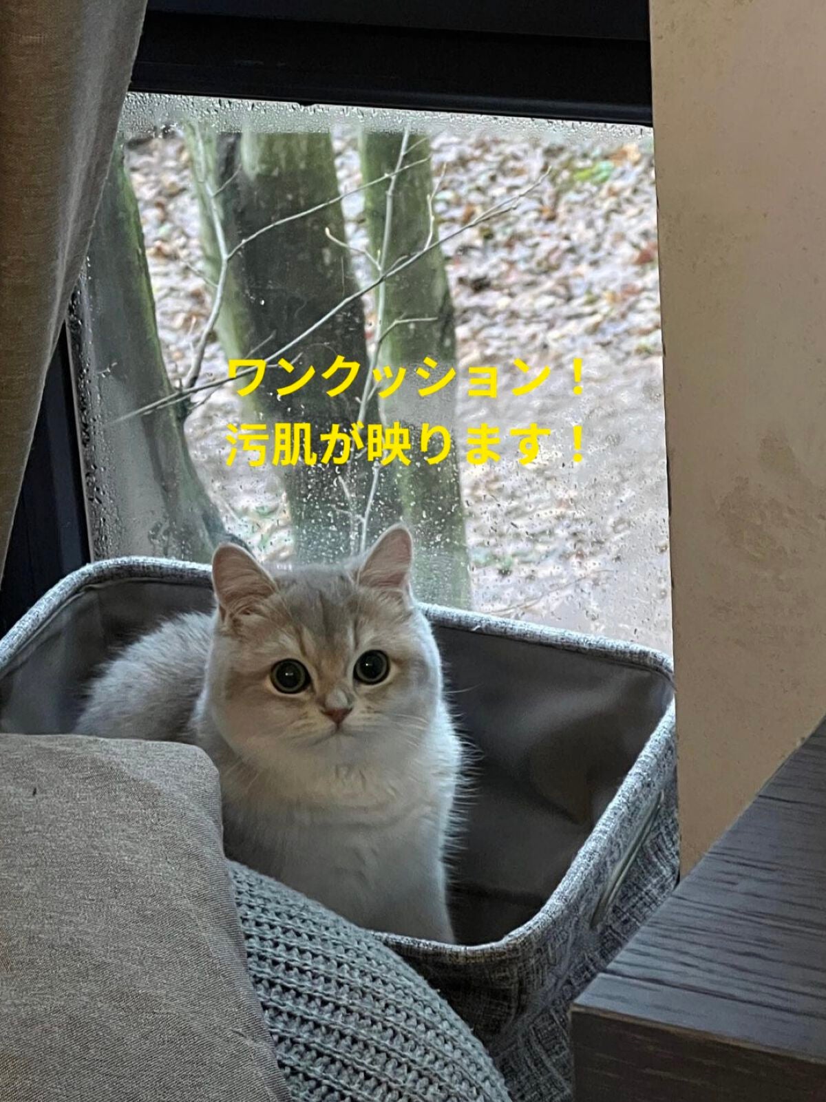 プードゥル ユニヴェルセル リーブル N/CHANEL/ルースパウダーを使ったクチコミ(1枚目)