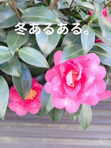 近江兄弟社 メンターム(医薬品)/メンターム/その他を使ったクチコミ(3枚目)