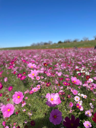 ♡えりっぴ♡ on LIPS 「今日はコスメではなくコスモス畑です！私の地元のコスモス畑満開🌸..」（3枚目）